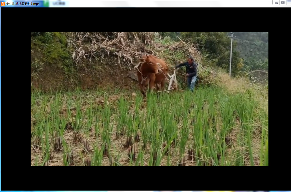 老牛耕地视频素材