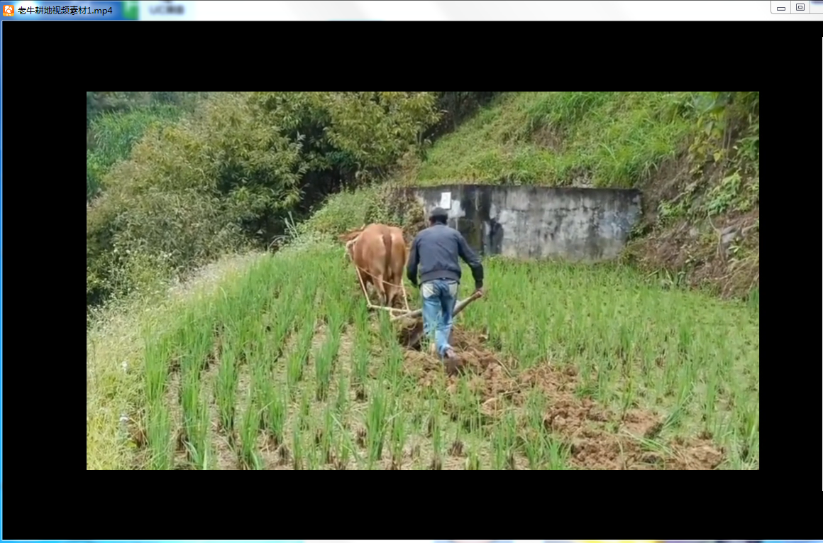 老牛耕地视频素材